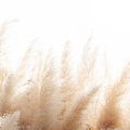 Tara Smith