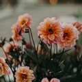 Tara Smith