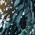 Tara Smith